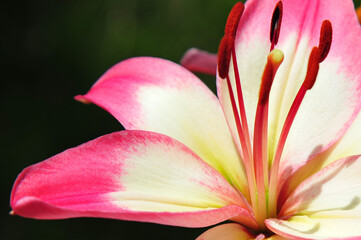 Soft pink tipped petals of a ornamental lily in back yard gardening in Alberta 