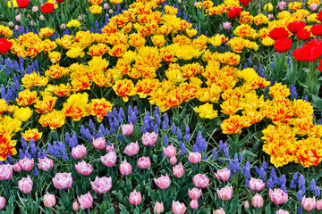 Spring tulip garden in full bloom with grape hyacinths, Skagit Valley, Washington State.