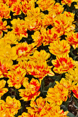 Spring tulip garden in full bloom, Skagit Valley, Washington State.