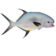 Full Color Permit Fish 