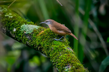 Buff breasted wren photographed in Goias. Midwest of Brazil. Cerrado Biome. Picture made in 2015.