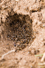 ants crawling on the sand