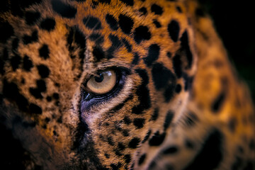 Jaguar photographed in captivity in Goias. Midwest of Brazil. Cerrado Biome. Picture made in 2015.