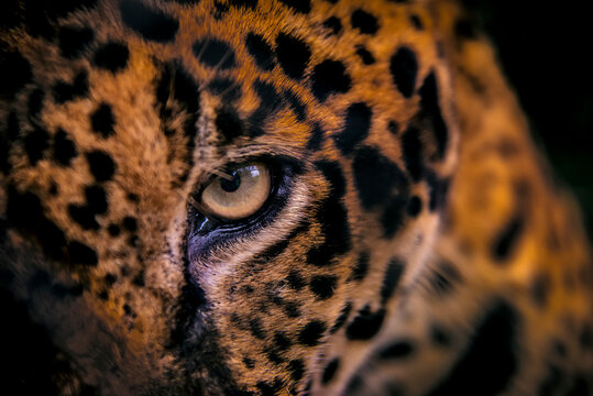 Jaguar photographed in captivity in Goias. Midwest of Brazil. Cerrado Biome. Picture made in 2015.