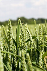 agricultural field sown with cereals that are not ripe