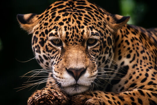 Jaguar photographed in captivity in Goias. Midwest of Brazil. Cerrado Biome. Picture made in 2015.
