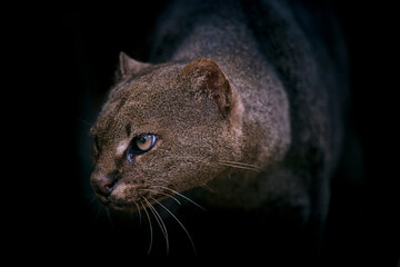 Jaguarundi photographed in captivity in Goias. Midwest of Brazil. Cerrado Biome. Picture made in 2015.