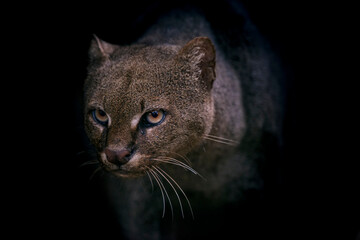 Jaguarundi photographed in captivity in Goias. Midwest of Brazil. Cerrado Biome. Picture made in 2015.