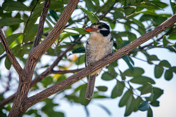 White eared Puffbird photographed in Goias. Midwest of Brazil. Cerrado Biome. Picture made in 2015.