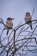 White eared Puffbird photographed in Goias. Midwest of Brazil. Cerrado Biome. Picture made in 2015.