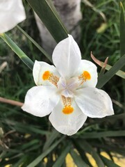 white orchid flower