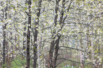 Cherry trees blooming during spring. Snoqualmie River, Fall City, Washington State.