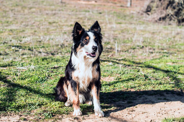 Hermoso perro border collie sentado sobre la hierba 