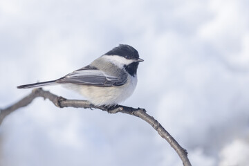 Black-capped Chickadee During Winter in Alaska © Dee Carpenter