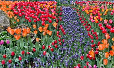 Spring tulip garden in full bloom with grape hyacinths, Skagit Valley, Washington State.