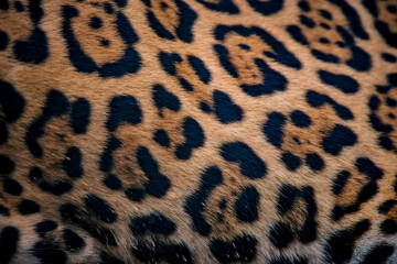 Jaguar photographed in captivity in Goias. Midwest of Brazil. Cerrado Biome. Picture made in 2015.
