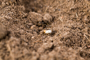 ants crawling on the sand