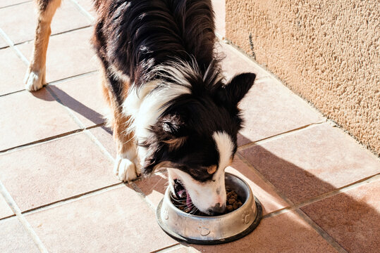 Primer plano de un hermoso perro Border collie comiendo comida para perros de su comedero para perros