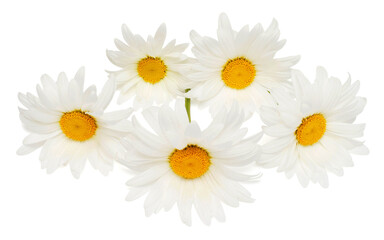 White daisy flowers bouquet with leaf isolated on white background. Flat lay, top view. Floral pattern, object