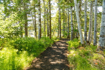 USA, Washington State, Megler. Path along the North Shore of the Columbia River. Fir, maple and red alder trees.