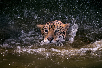 Jaguar photographed in captivity in Goias. Midwest of Brazil. Cerrado Biome. Picture made in 2015. © Leonardo