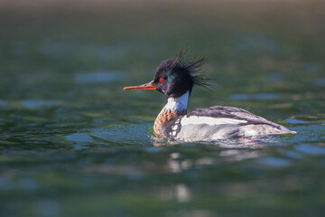 USA, Washington State. A male Red-breasted Merganser (Mergus serrator) floats on Puget Sound.