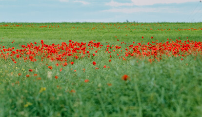 A field full of poppies
