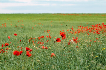 A field full of poppies