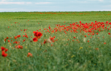 A field full of poppies