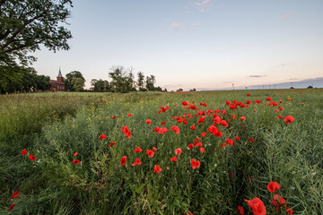 A field full of poppies