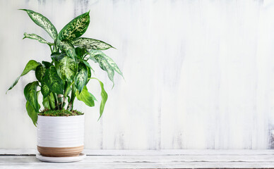 Dumb Cane, Dieffenbachia, a popular houseplant, over a rustic white farmhouse wood table with free...