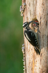 USA, Washington State. A female Hairy Woodpecker (Leuconotopicus villosus) at nest hole while a chick begs for food. Snoqualmie Valley.