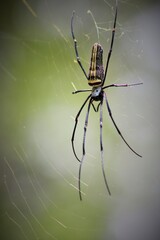 spider on a web