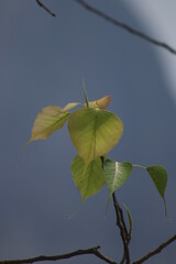leaves on blue background