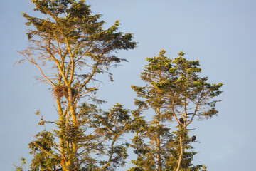 USA, Washington State. Bald Eagles (Haliaeetus leucocephalus) roost near their nest. Kenmore.