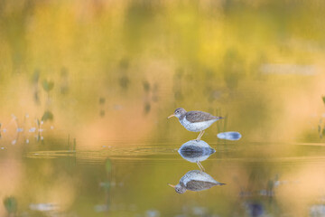 USA, Washington State. A Spotted Sandpiper (Actitis macularius) on a pond rock perch. Redmond.