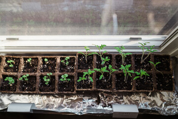 DIY green house, gardening at home on a windowsill during Covid-19
