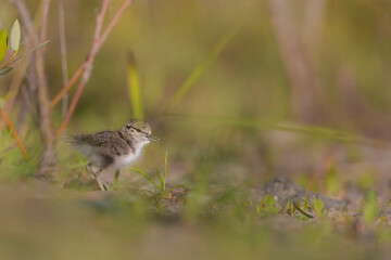 USA, Washington State. A Spotted Sandpiper (Actitis macularius) chick hunts for insects. Redmond.