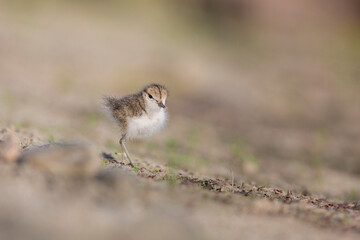 USA, Washington State. A Spotted Sandpiper (Actitis macularius) chick hunts for insects. Redmond.
