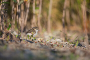 USA, Washington State. A Spotted Sandpiper (Actitis macularius) chick hunts for insects. Redmond.