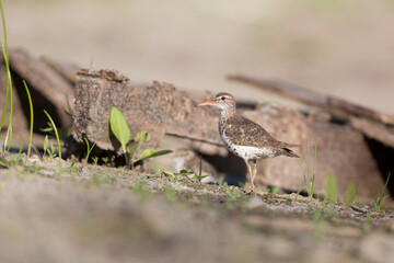 USA, Washington State. A Spotted Sandpiper (Actitis macularius) adult stands guard near a hiding chick. Redmond.