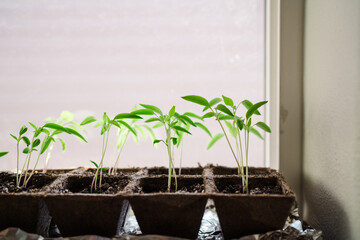 DIY green house, gardening at home on a windowsill during Covid-19