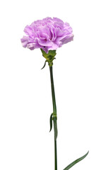 Delicate carnation lilac flower isolated on white background. Beautiful composition for advertising and packaging design in the business. Flat lay, top view