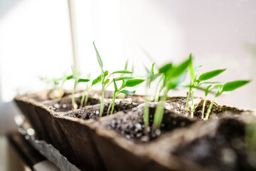 DIY green house, gardening at home on a windowsill during Covid-19