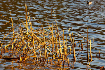 dry grass on the lake