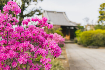 玄海ツツジ
Rhododendron