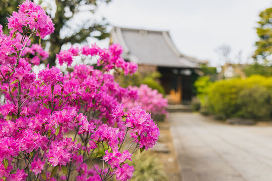 101 最適な 玄海ツツジ 画像 ストック写真 ベクター Adobe Stock 101 最適な 玄海ツツジ 画像 ストック写真 ベクター Adobe Stock