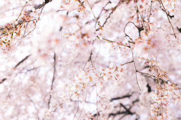 枝垂れ桜
Weeping cherry tree