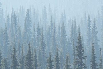 USA. Mt. Rainier National Park. Smoke from Washington State fires drifts through conifers at Mt. Rainier NP.