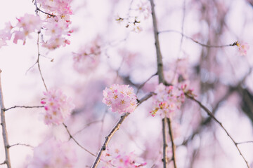 枝垂れ桜
Weeping cherry tree